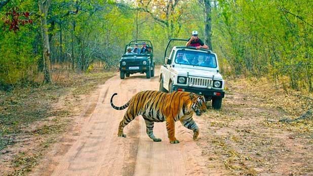 Nainital Ranikhet Jim Corbett Honeymoon Tour